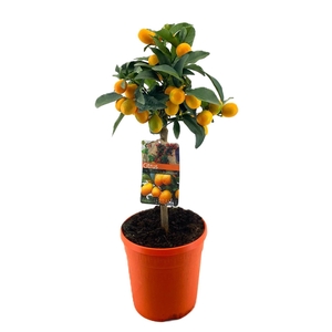 Citrus kumquat