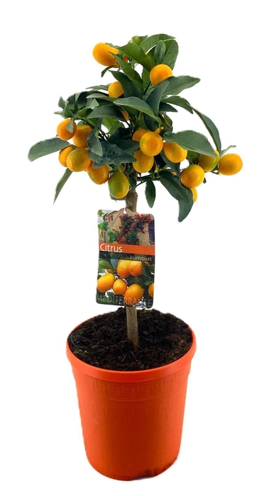 <h4>Citrus kumquat</h4>