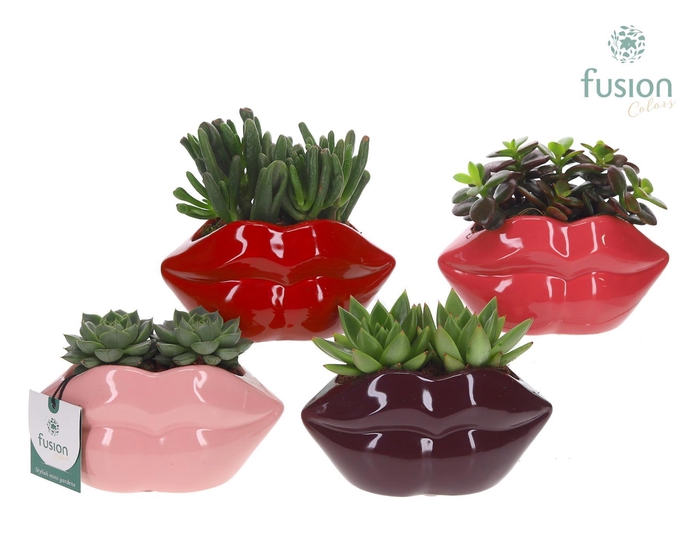 <h4>Keramiek Lippen planter met Succulenten</h4>