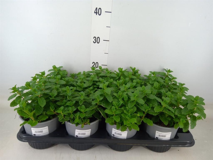 <h4>Mentha spicata</h4>