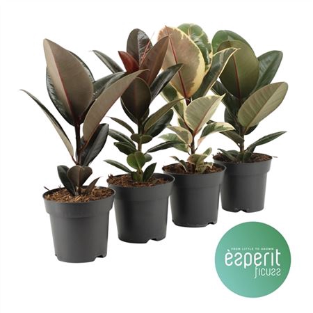 <h4>Ficus Gemengd Elastica</h4>