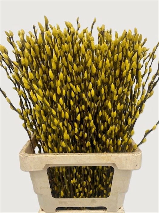 <h4>Salix Wilgenkatjes Yellow 70cm P Stem</h4>