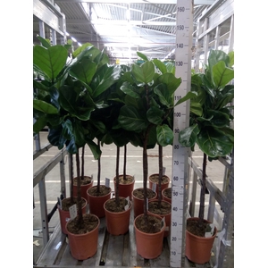 Ficus   ...