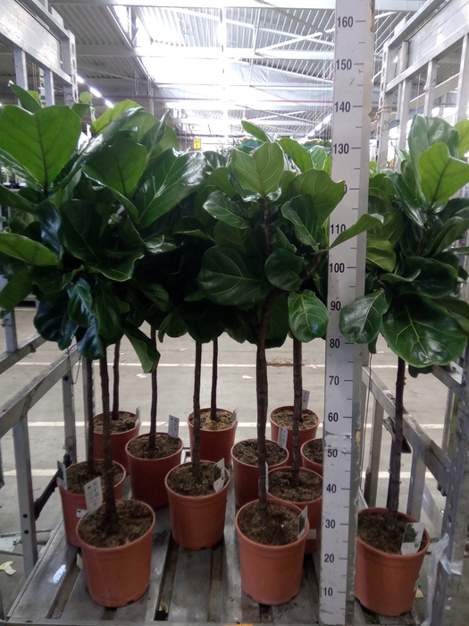 <h4>Ficus   ...</h4>