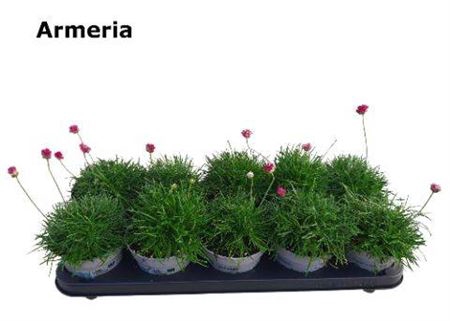 <h4>Armeria Maritima Roze</h4>
