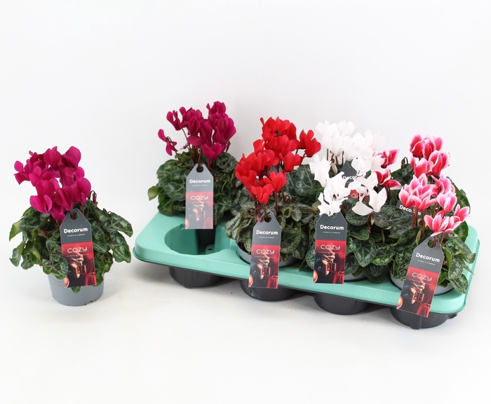 <h4>Cyclamen Christmas mix | Decorum</h4>