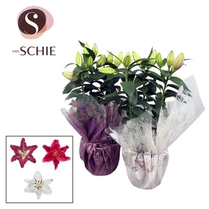 Oriental Mix p17 Rondella LEAFS