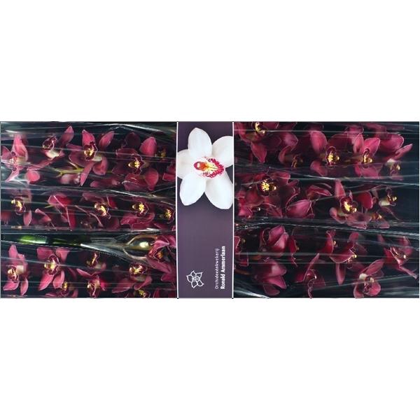 <h4>Cymb Tak Risto x 6</h4>