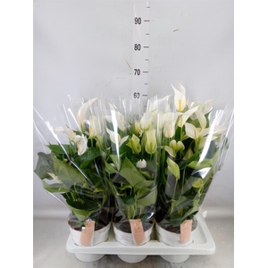 Anthurium  'Banderola Cava'