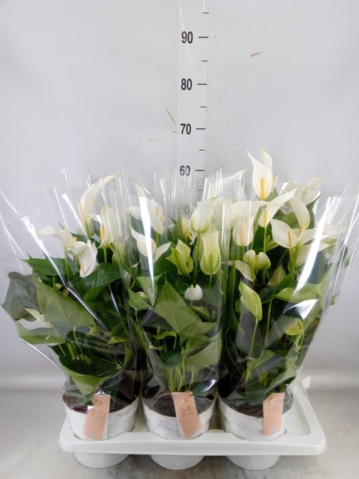 <h4>Anthurium  'Banderola Cava'</h4>