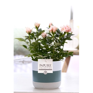 Rosa light pink in P&PURE Lauren ceramics