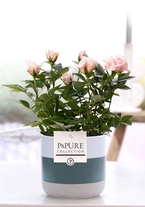 <h4>Rosa light pink in P&PURE Lauren ceramics</h4>