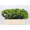Hypericum Lucky Romance