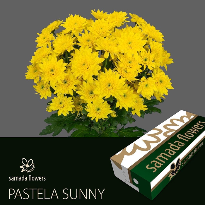 <h4>CHR T PASTELA SUNNY</h4>