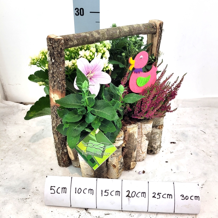 <h4>ARR TUINPLANTEN</h4>