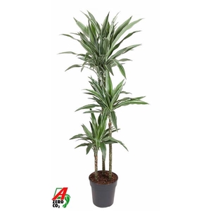Dracaena f Deremensis Grp Warneckei