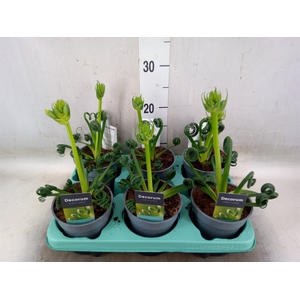 Albuca spiralis 'Frizzle Sizzle'