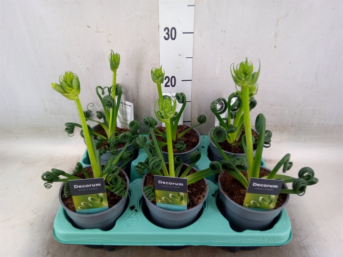 <h4>Albuca spiralis 'Frizzle Sizzle'</h4>