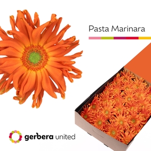 Gerbera Pasta Marinara Doos