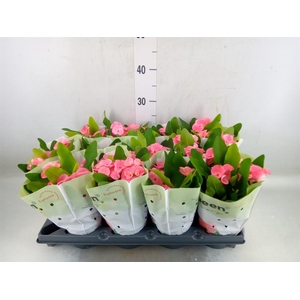 Euphorbia milii   ...