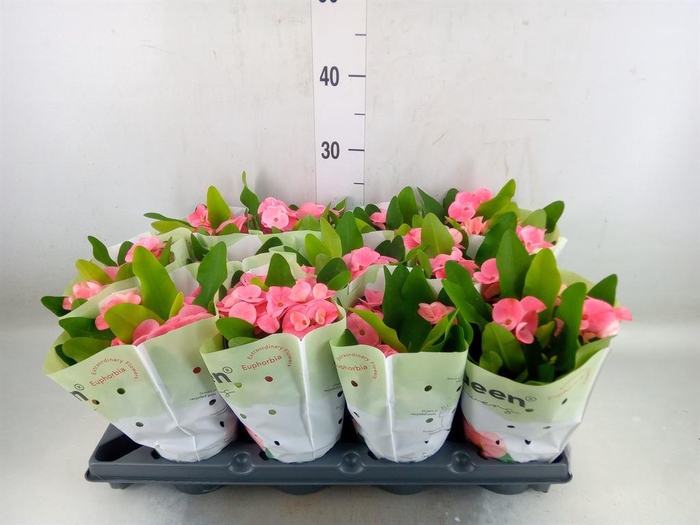 <h4>Euphorbia milii   ...</h4>