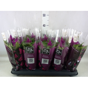 Celosia arg. SP 'Deep Purple'