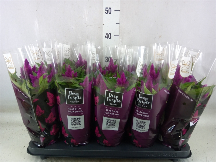 <h4>Celosia arg. SP 'Deep Purple'</h4>