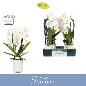 Phalaenopsis overig wit