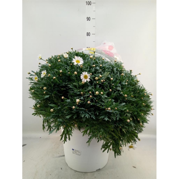<h4>Argyranthemum   ...</h4>