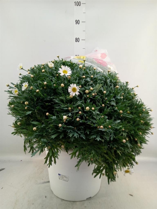 <h4>Argyranthemum   ...</h4>
