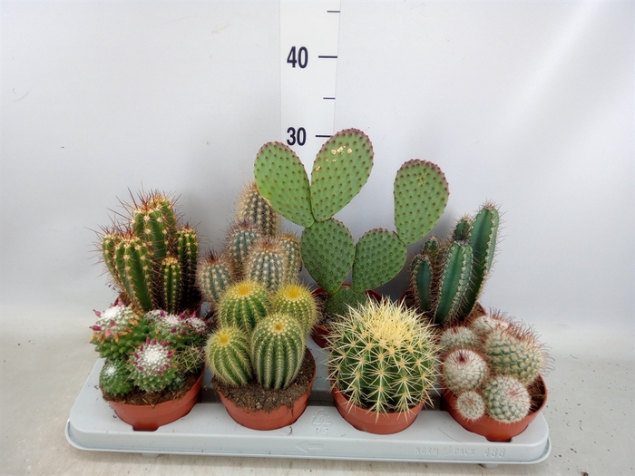 <h4>Cactus   ...mix</h4>