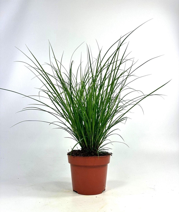 <h4>Carex brunnea</h4>