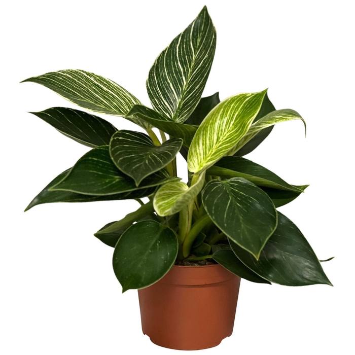 <h4>Philodendron Birkin</h4>