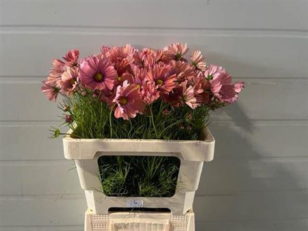 <h4>Cosmos Bipinnatus Salmon</h4>