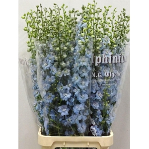 Delph Du Light Blue