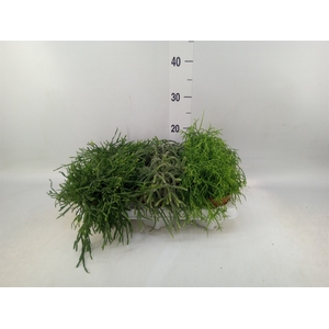 Rhipsalis   ...mix