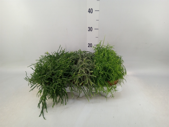 <h4>Rhipsalis   ...mix</h4>
