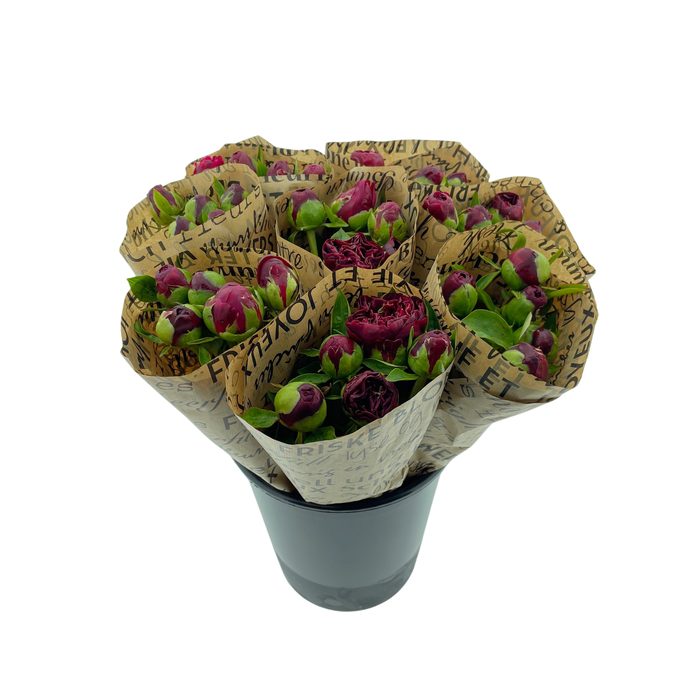 <h4>BQ Mono Pioenen Rood x5</h4>
