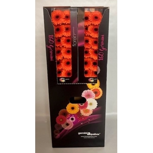 GE MI CARAMBA Aquabox *160