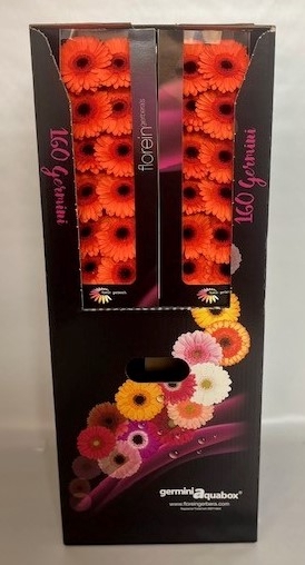 <h4>GE MI CARAMBA Aquabox *160</h4>