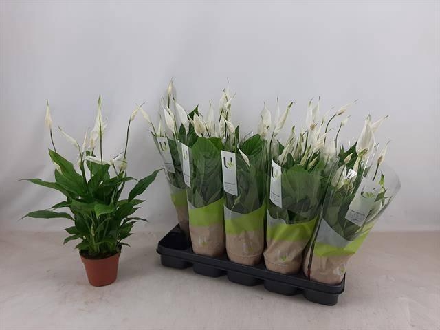 <h4>SPATH TORELLI</h4>