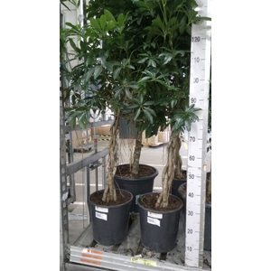 Schefflera arbor. 'Compacta'