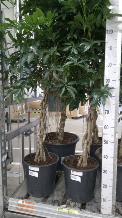 <h4>Schefflera arbor. 'Compacta'</h4>