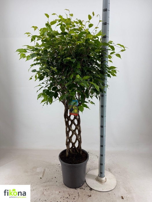 <h4>FIC BE BIZONDERE VOR</h4>