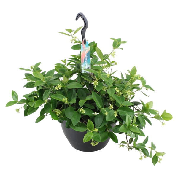 <h4>Trachelospermum jasminoides hang p27 (PT)</h4>