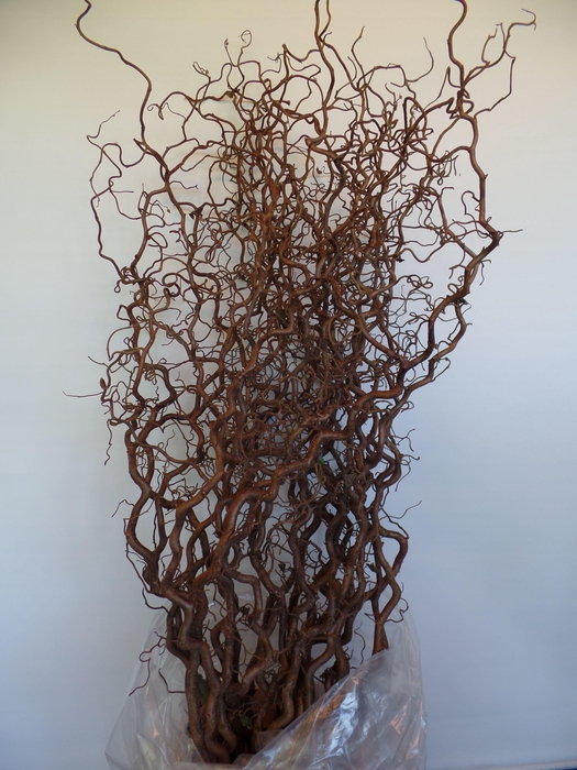 <h4>CORYL AV CONTORTA</h4>