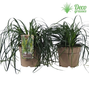 Carex 'Ribbon Falls®