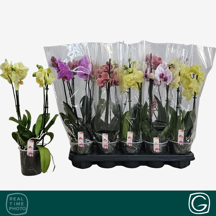 <h4>PHAL GEM 4 KL</h4>