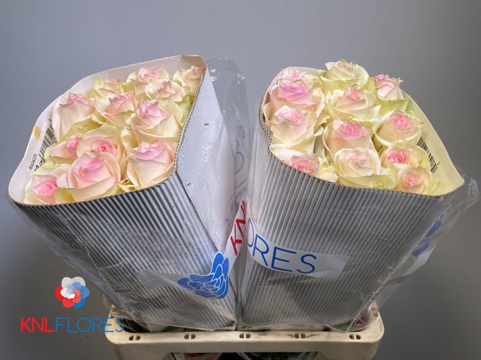 <h4>R GR RAGAZZA</h4>