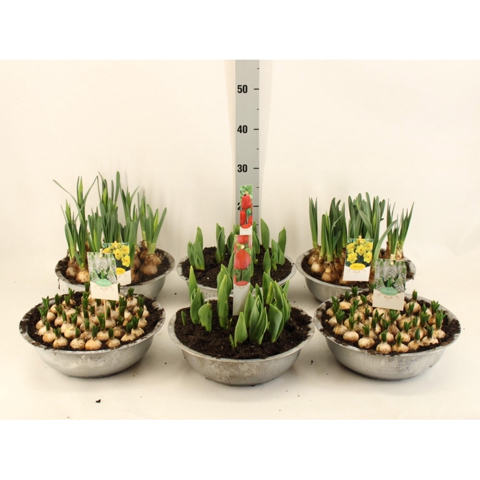 <h4>BOLBLOEMEN GEM</h4>